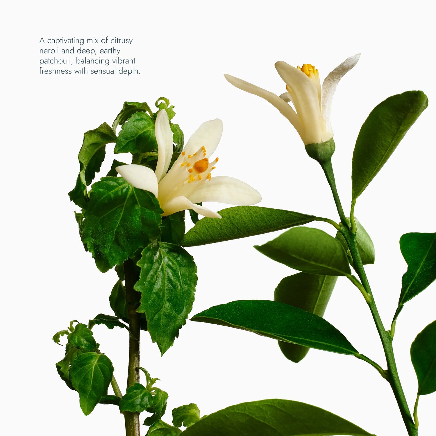 Voesh Exfoliating Body Wash Neroli & Patchouli - Sugar Scrub with Plant-Derived AHAs - 6.2 oz. - PinkPro Beauty Supply