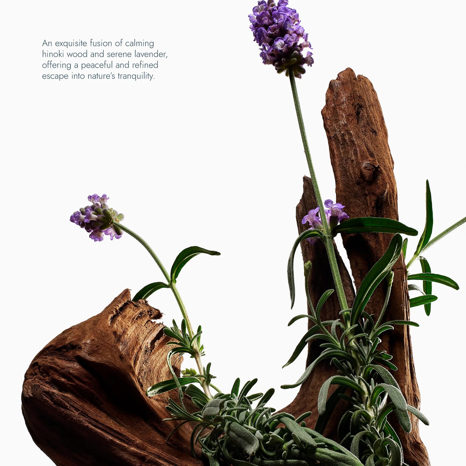 Voesh Exfoliating Body Wash Hinoki & Lavanda - Sugar Scrub with Plant-Derived AHAs - 6.2 oz.